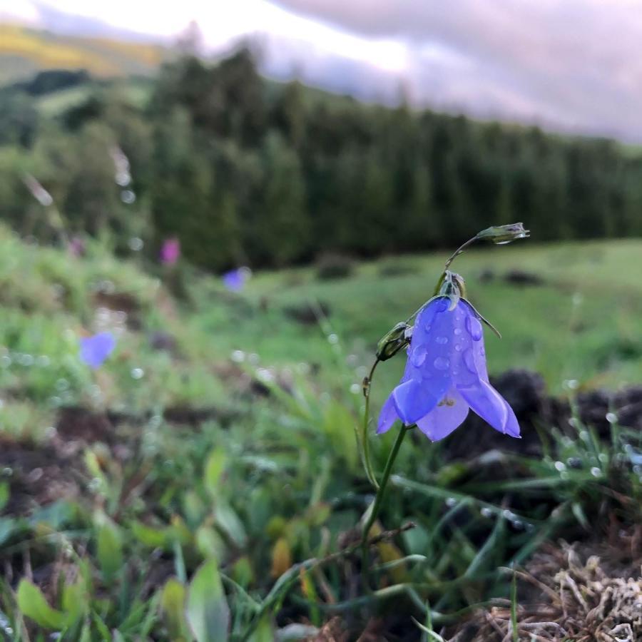 Belan Bluebell Woods Shepherds Hut Llanidloes Exteriér fotografie