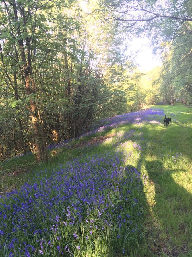 Belan Bluebell Woods Shepherds Hut Llanidloes Exteriér fotografie